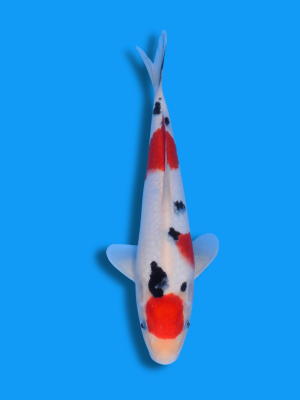 Maruten Sanke | Koi&Co.